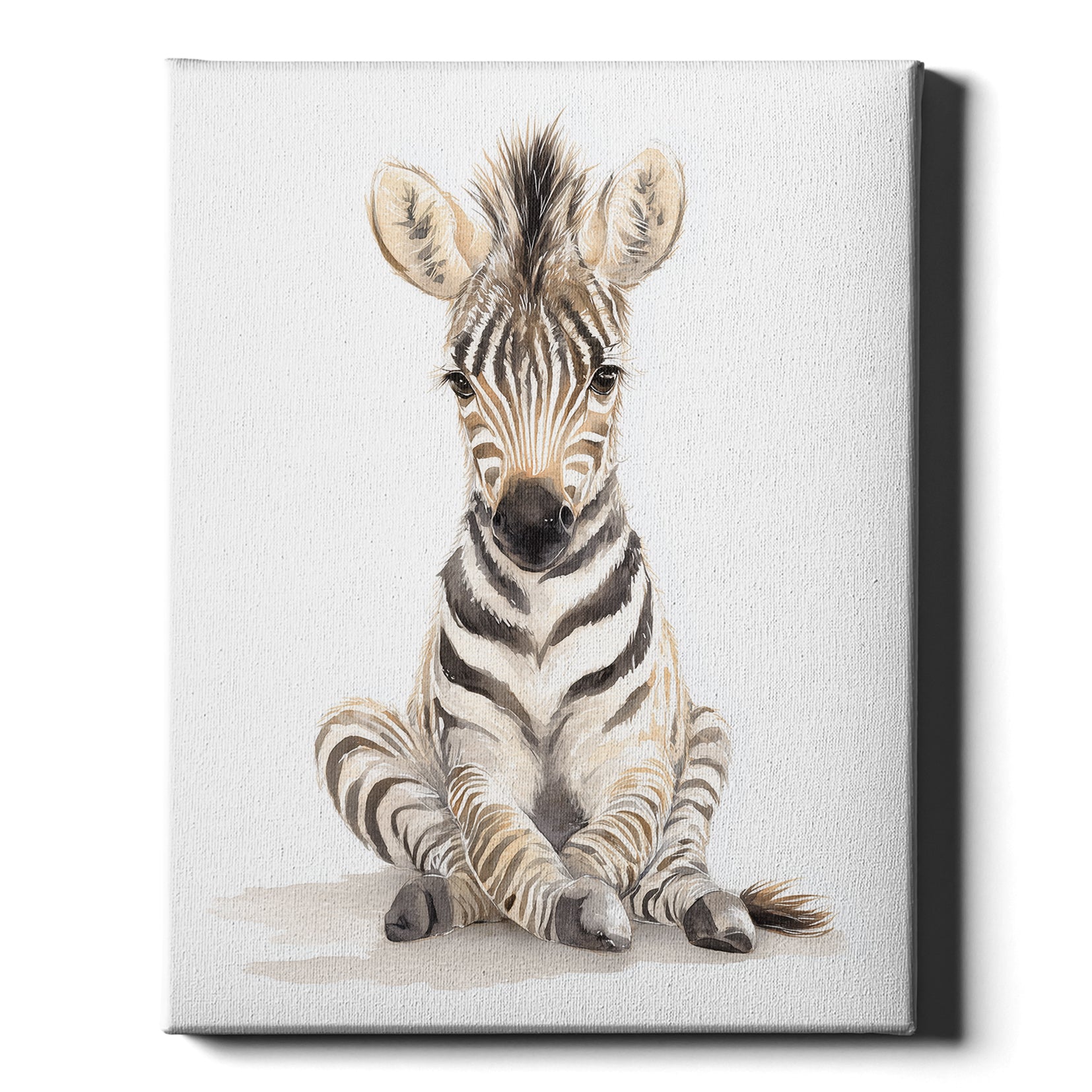 Safari Stories – Baby Zebra