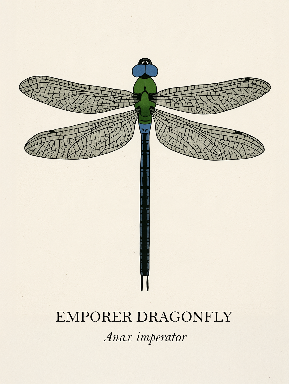 Natural History - Emperor Dragonfly