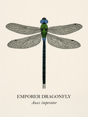Natural History - Emperor Dragonfly