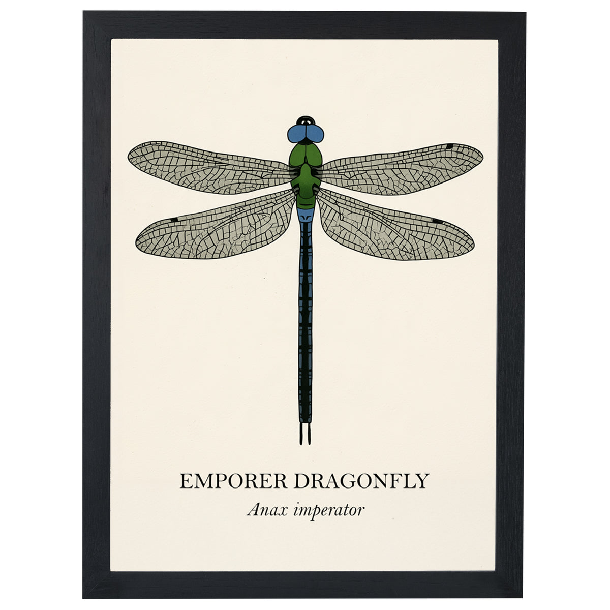 Natural History - Emperor Dragonfly
