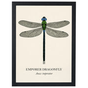 Natural History - Emperor Dragonfly