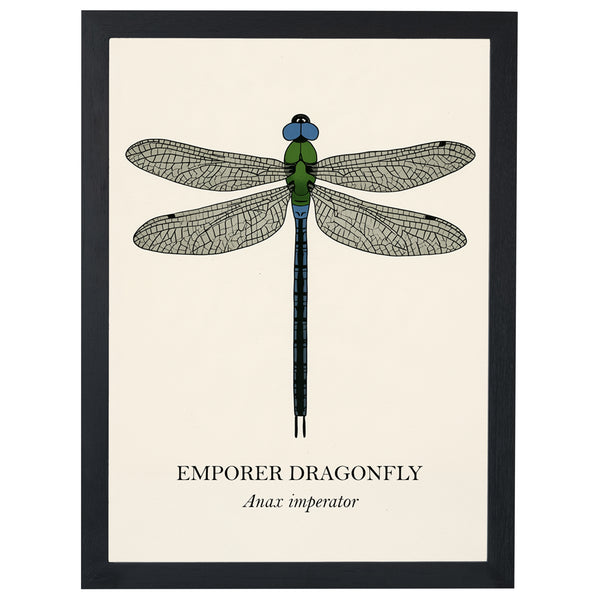 Emperor Dragonfly natural history print, veined wings on cream, in a black frame