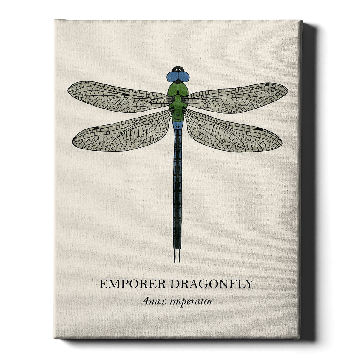 Natural History - Emperor Dragonfly