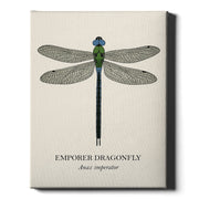 Natural History - Emperor Dragonfly