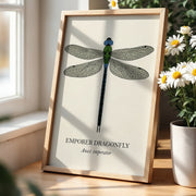 Natural History - Emperor Dragonfly