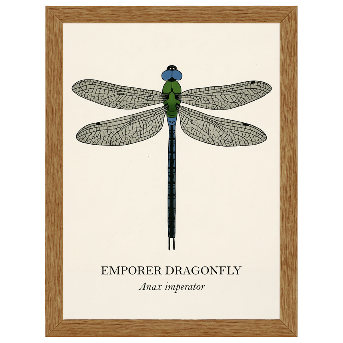 Natural History - Emperor Dragonfly