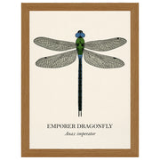 Natural History - Emperor Dragonfly