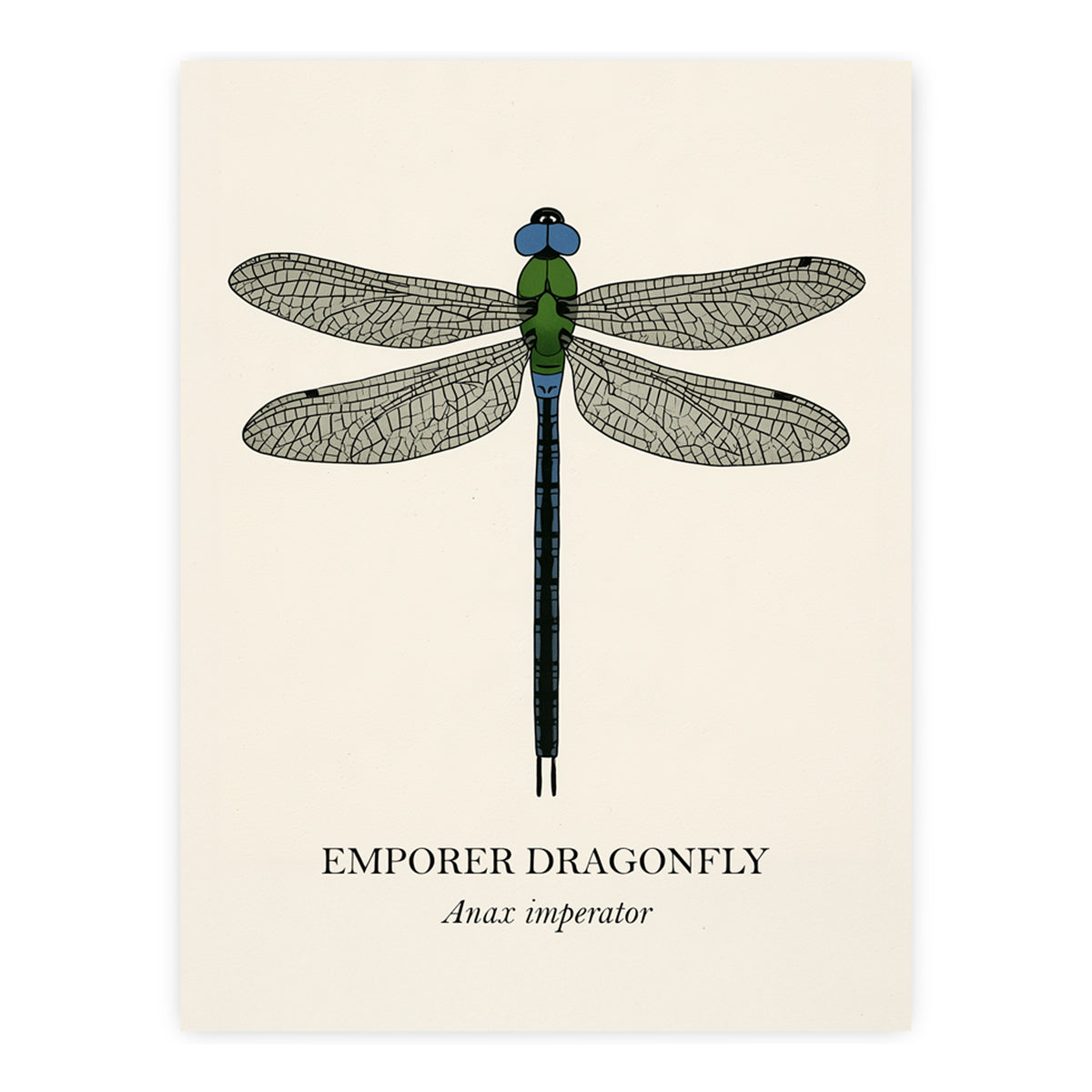 Natural History - Emperor Dragonfly