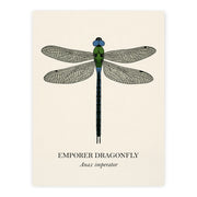 Natural History - Emperor Dragonfly