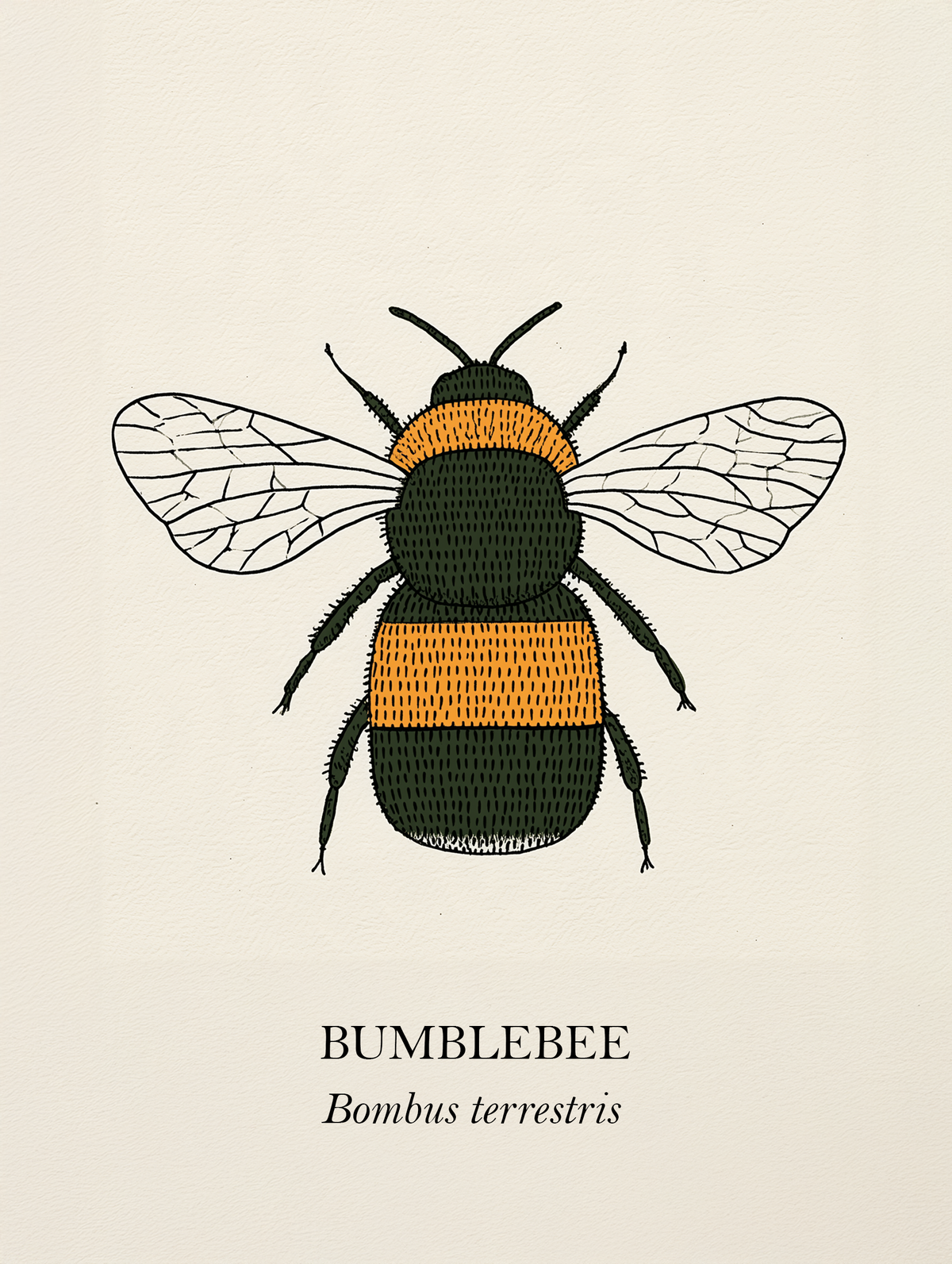 Bumblebee natural history print, black and golden bee on cream