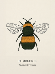 Bumblebee natural history print, black and golden bee on cream