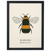 Bumblebee natural history print, black and golden bee on cream, in a black frame