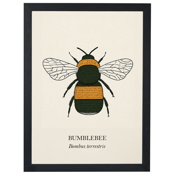 Bumblebee natural history print, black and golden bee on cream, in a black frame