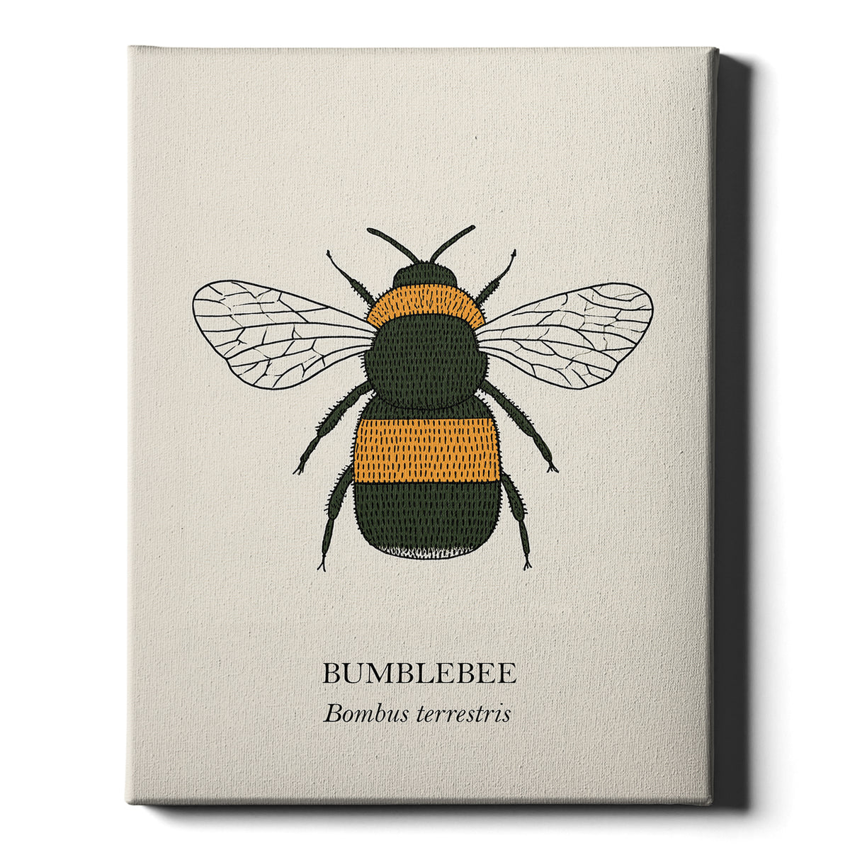 Bumblebee natural history print, black and golden bee on cream, on wrapped canvas