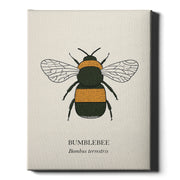 Bumblebee natural history print, black and golden bee on cream, on wrapped canvas
