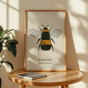 Bumblebee natural history print, black and golden bee on cream, shown in a room