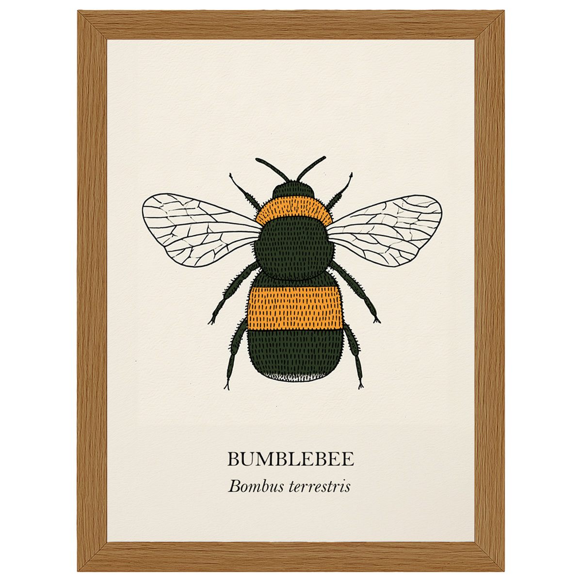 Bumblebee natural history print, black and golden bee on cream, in an oak-effect frame
