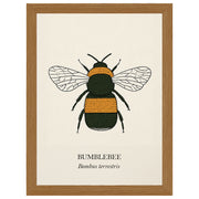 Bumblebee natural history print, black and golden bee on cream, in an oak-effect frame