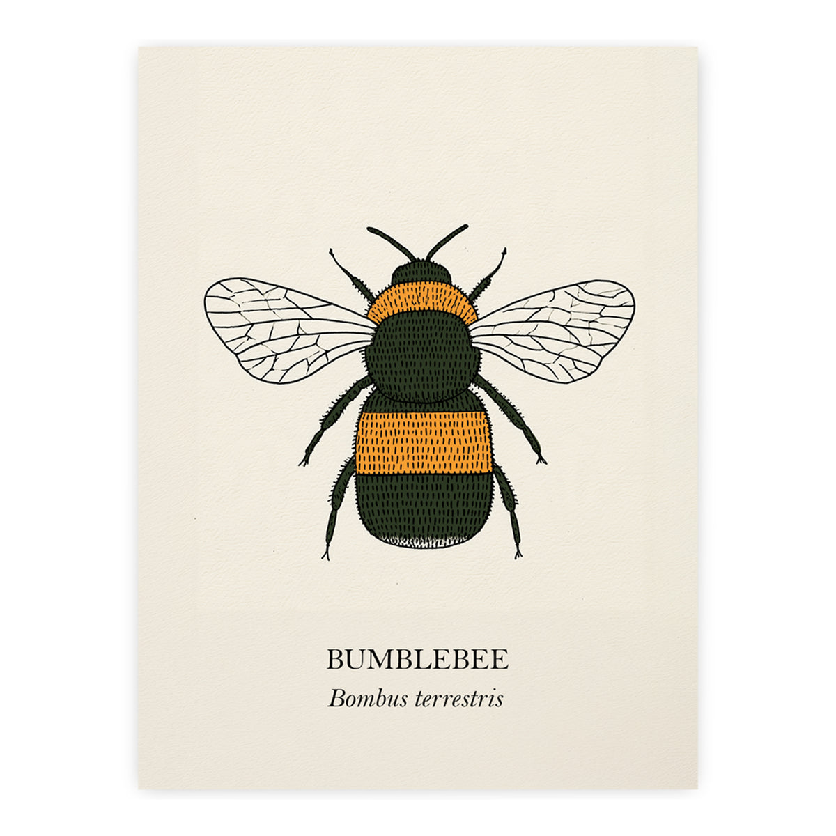 Bumblebee natural history print, black and golden bee on cream, unframed print
