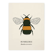 Bumblebee natural history print, black and golden bee on cream, unframed print