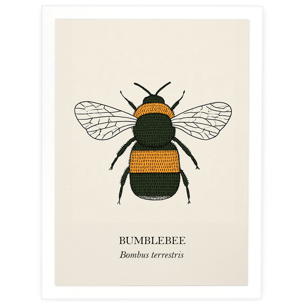Bumblebee natural history print, black and golden bee on cream, in a white frame