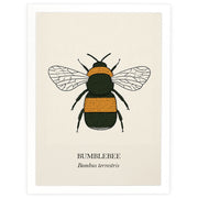 Bumblebee natural history print, black and golden bee on cream, in a white frame