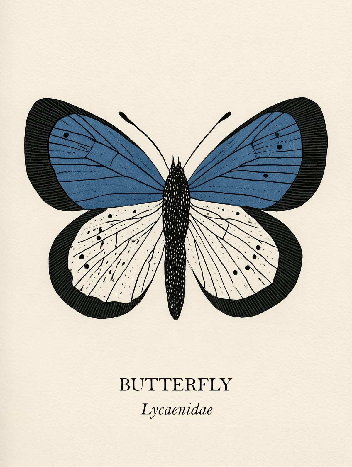 Natural History - Blue Butterfly