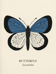 Natural History - Blue Butterfly
