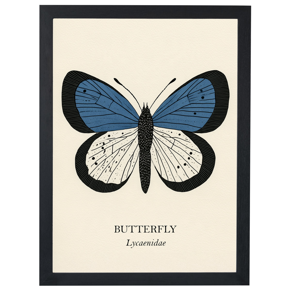 Natural History - Blue Butterfly