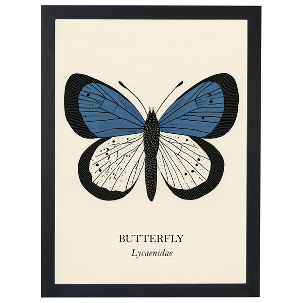 Blue Butterfly natural history print, blue and cream butterfly on cream, in a black frame