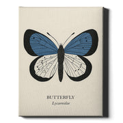 Natural History - Blue Butterfly