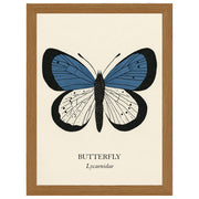 Natural History - Blue Butterfly