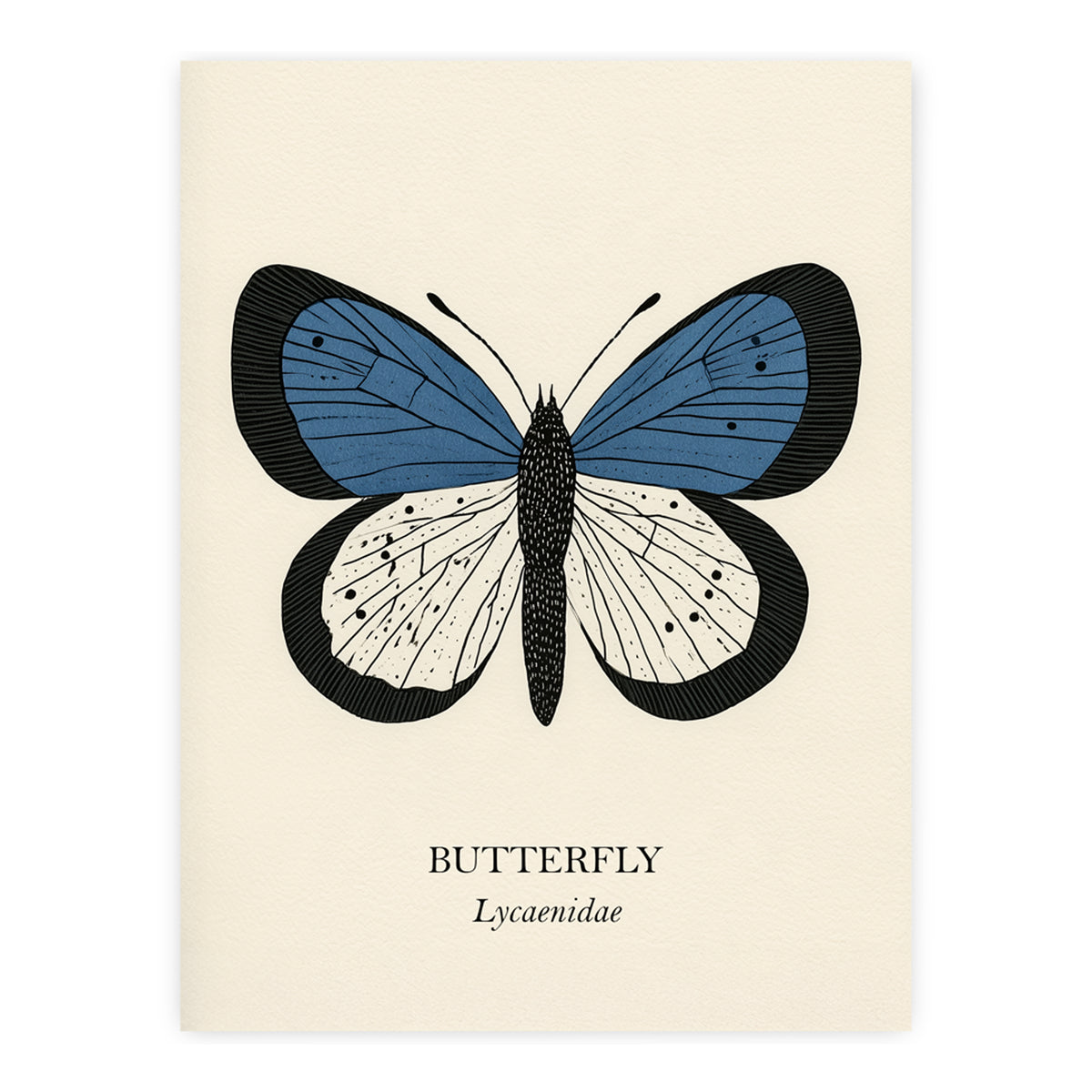 Natural History - Blue Butterfly