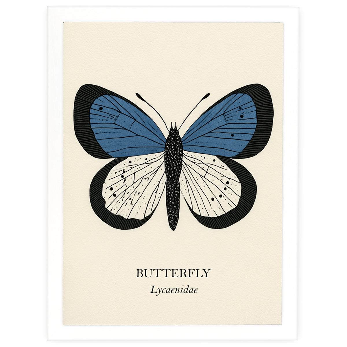 Natural History - Blue Butterfly