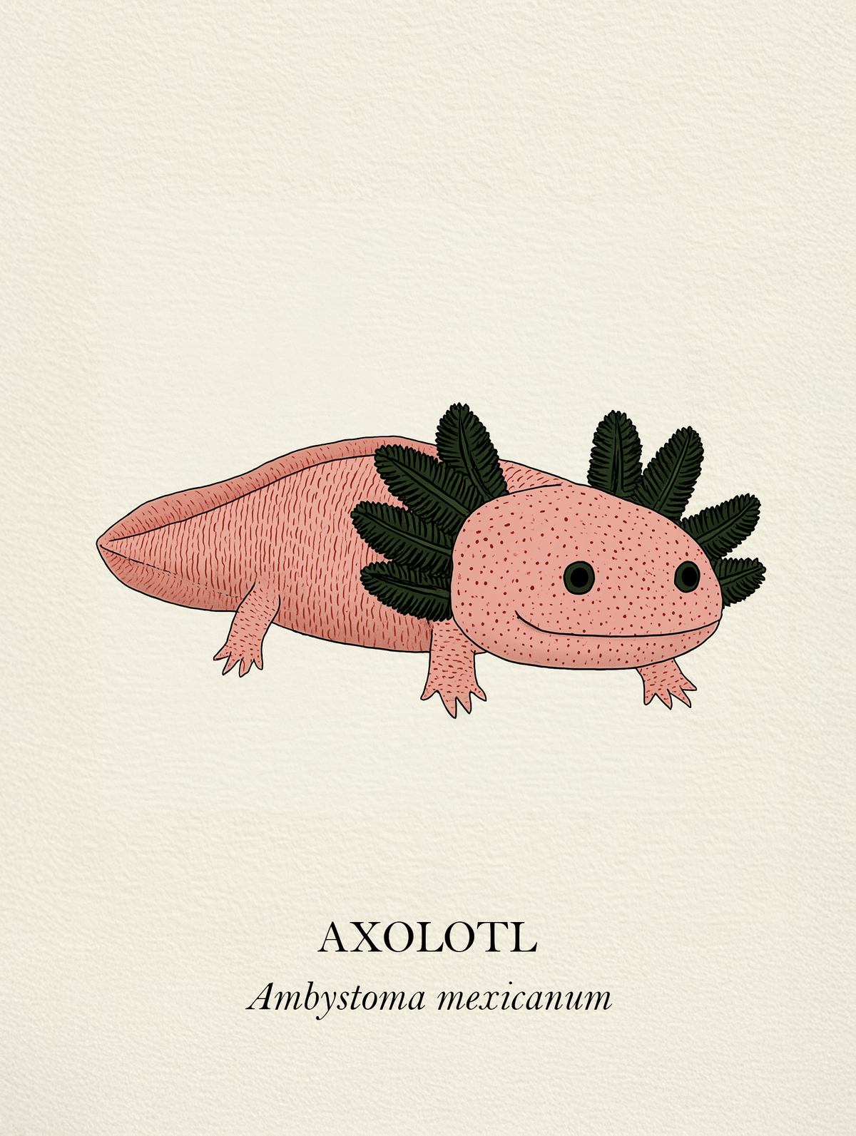 Natural History - Pink Axolotl