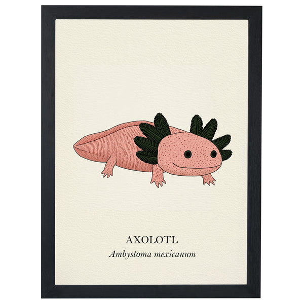Pink Axolotl natural history print, pink axolotl on cream, in a black frame