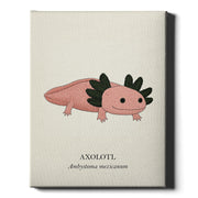 Natural History - Pink Axolotl