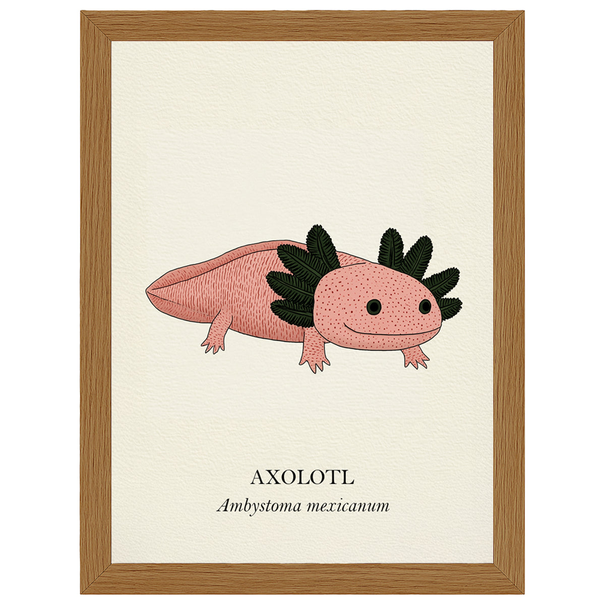 Natural History - Pink Axolotl