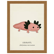 Natural History - Pink Axolotl