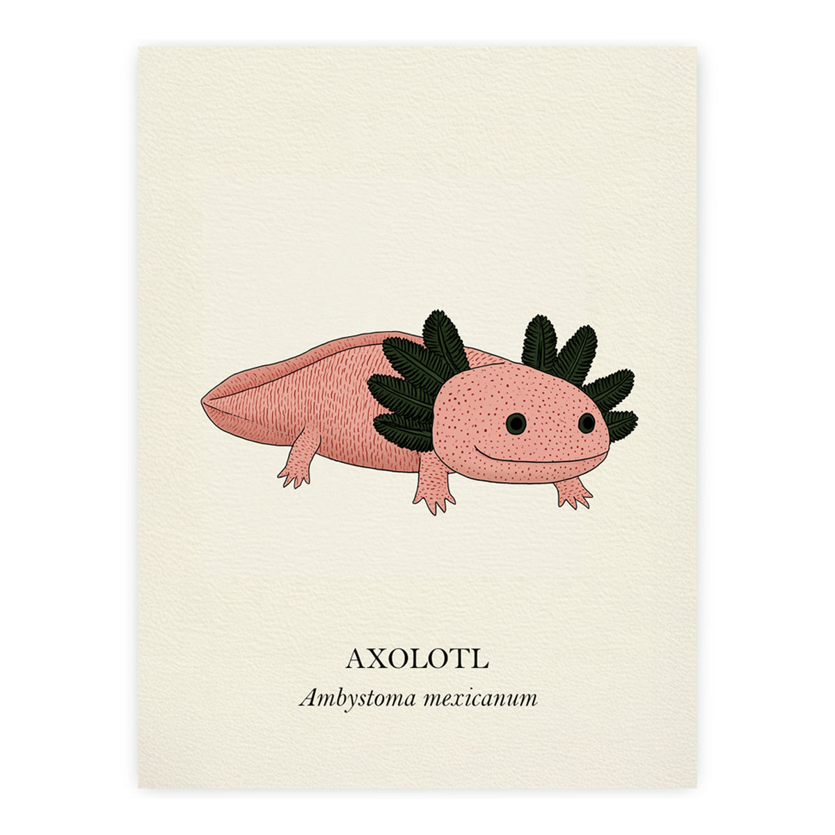 Natural History - Pink Axolotl