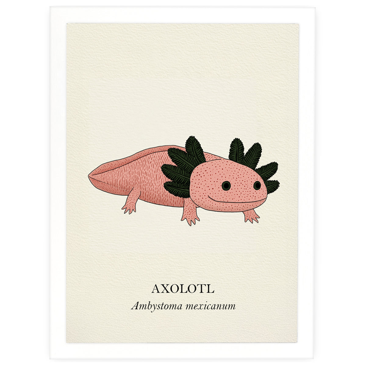 Natural History - Pink Axolotl