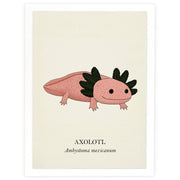 Natural History - Pink Axolotl