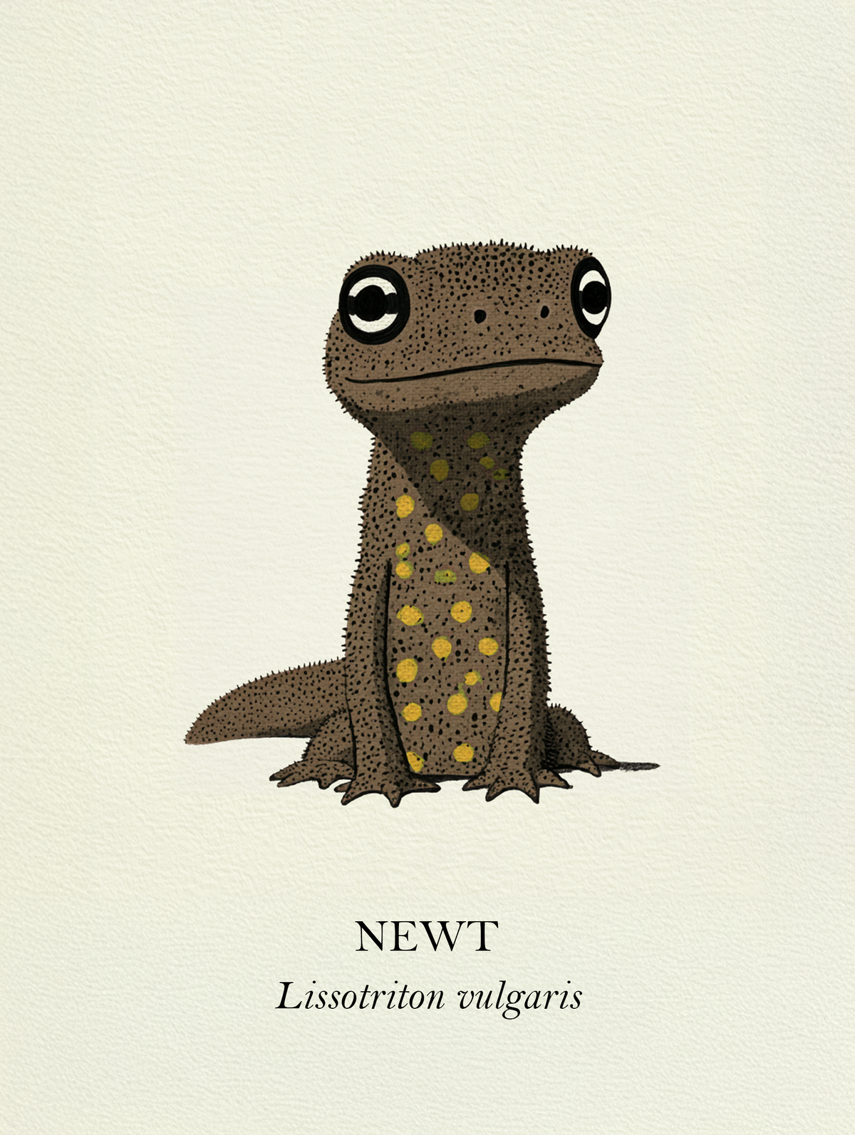 Natural History - Common Newt