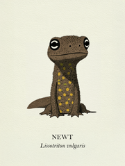 Natural History - Common Newt