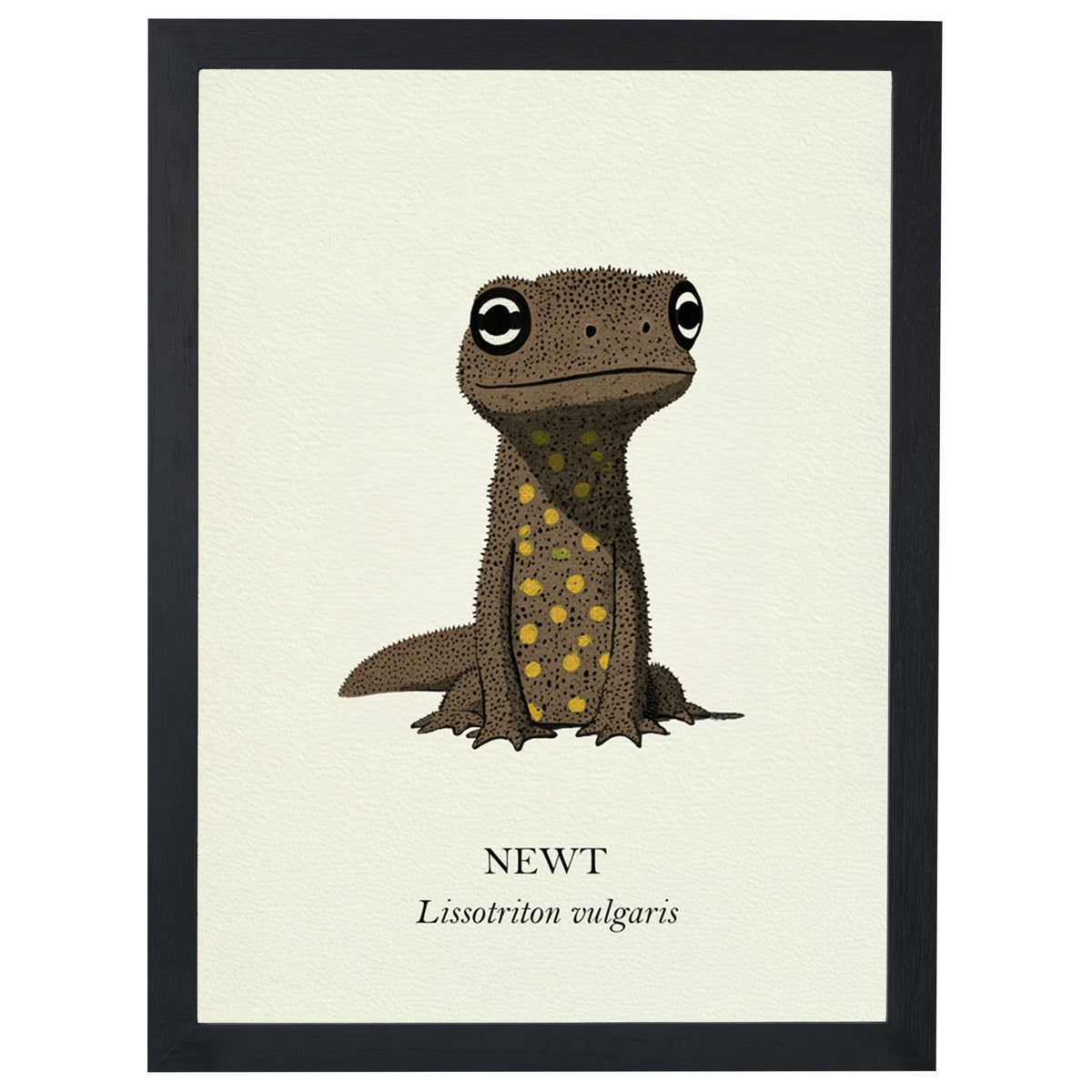 Natural History - Common Newt