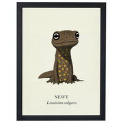 Natural History - Common Newt