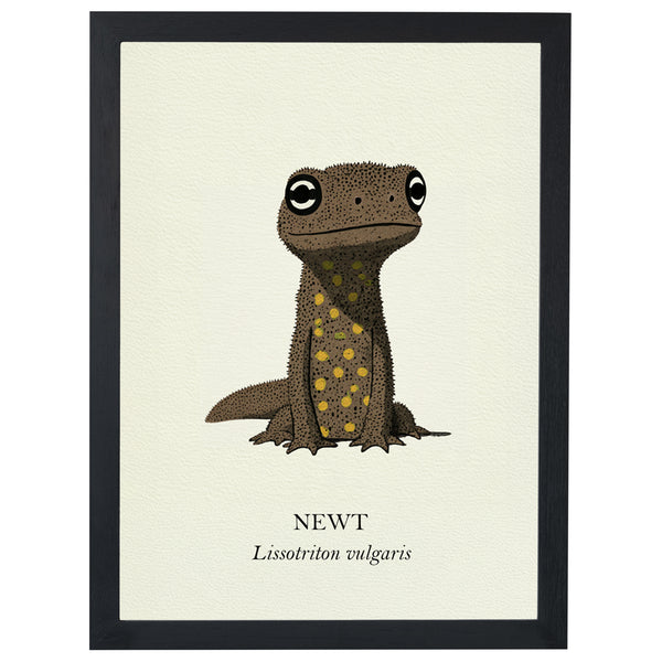 Common Newt natural history print, brown speckled newt on cream, in a black frame