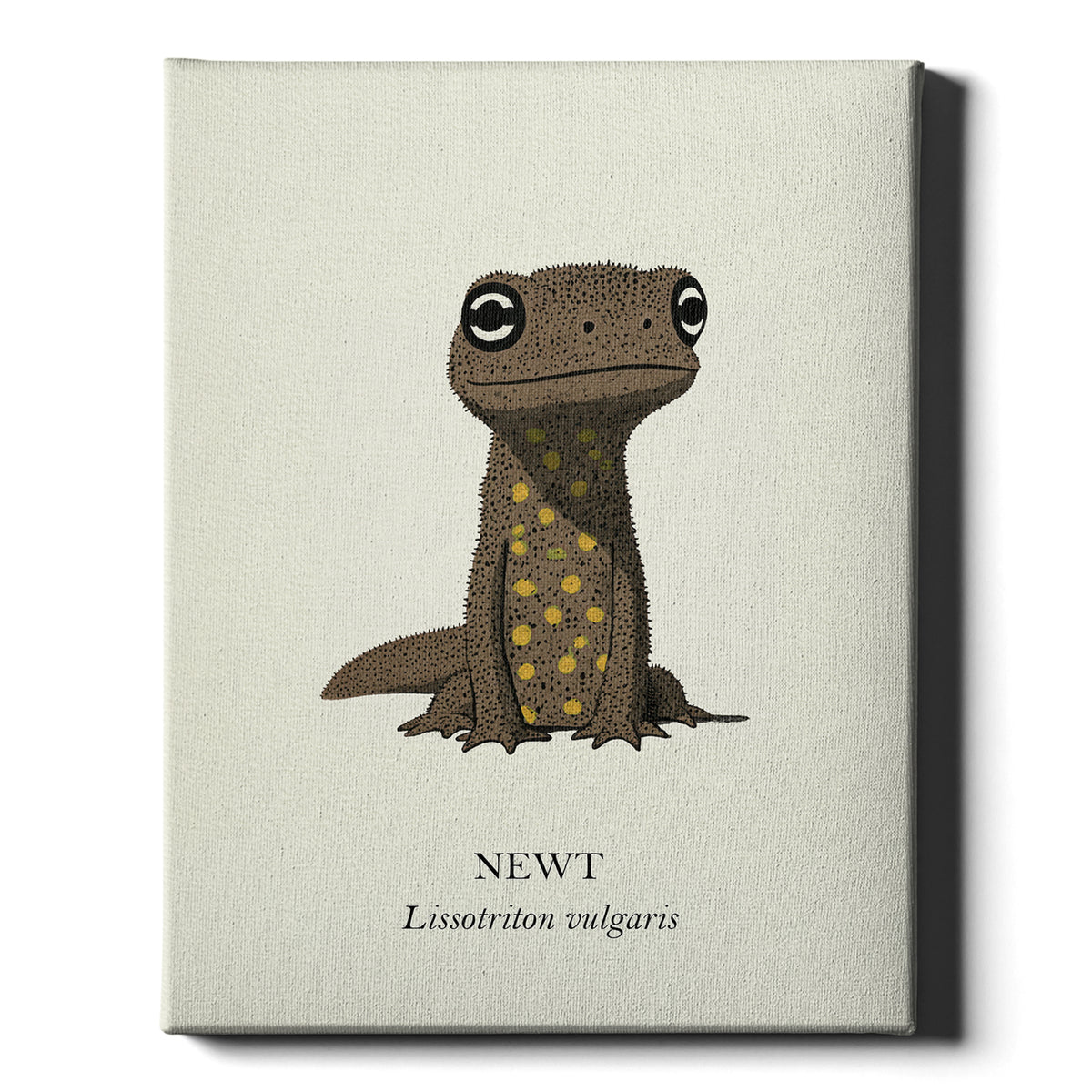 Natural History - Common Newt
