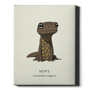 Natural History - Common Newt