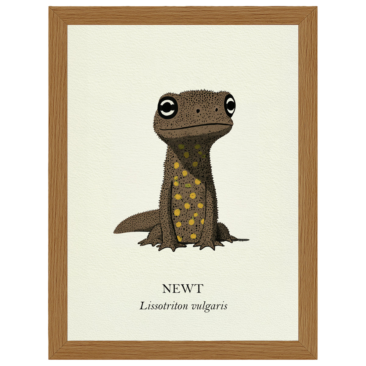 Natural History - Common Newt